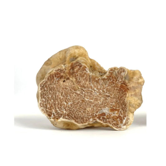 Weißer Alba-Trüffel Tuber magnatum — Saison von Oktober bis Dezember